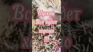 пусть это видео на полнит вас улыбкой !😹🥳