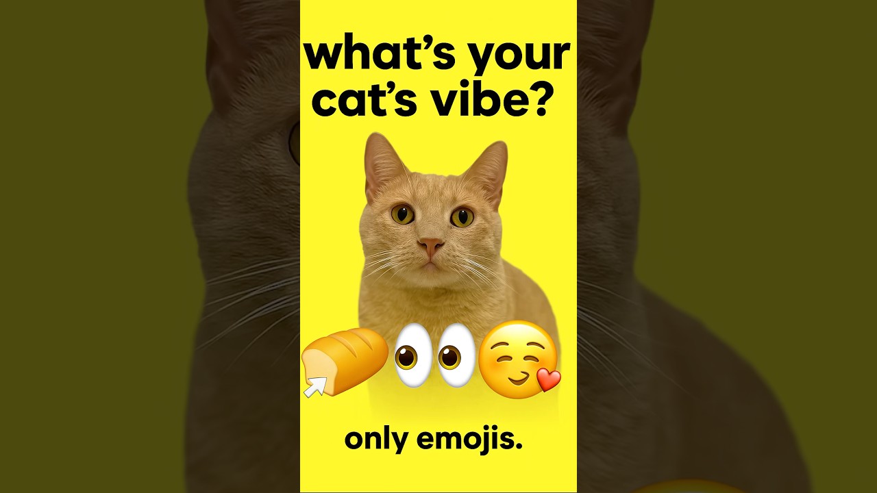 pudding = 🍞👀🥰 your cat? drop emojis 