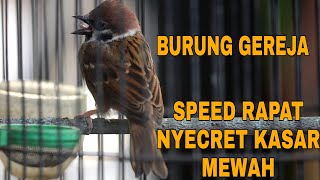 SUARA BURUNG GEREJA GACOR  PANJANG SPEED RAPAT | TEMBAKAN GEREJA TARUNG SUARA MEWAH