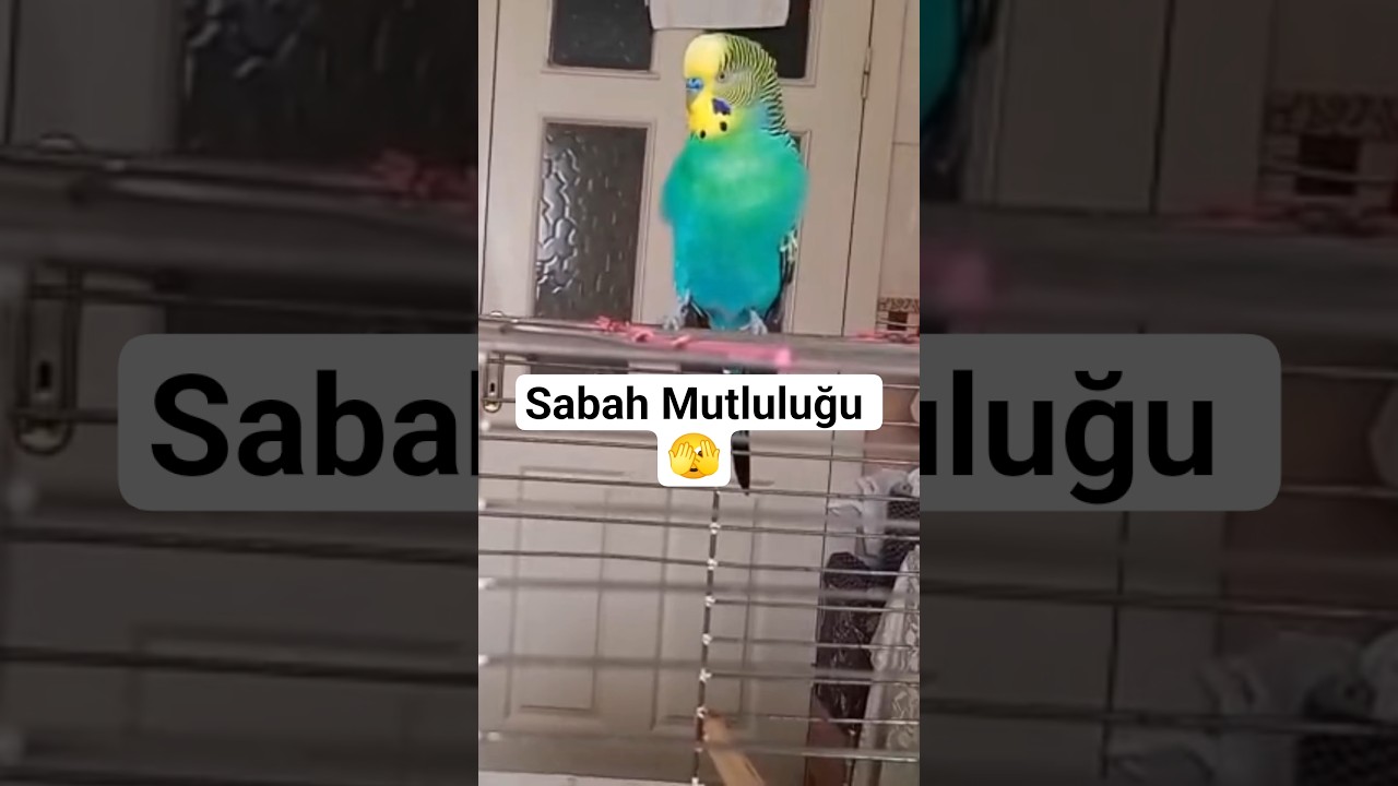 Heycandan Herşeyi Birbirine Karıştırdı 🫣😱 #muhabbetkuşu #birds #talkingparot #parrot #birdsong