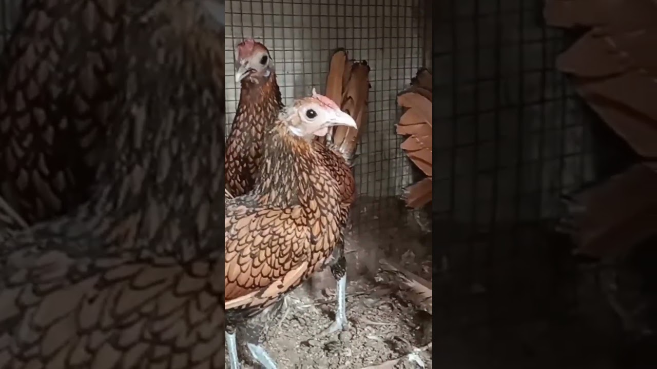 golden sebrite breeder flock 