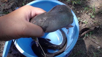 Giăng Lưới Bắt Cá Dưới Suối Và Cái Kết|Using A Net To Catch Fish Under A Stream And An End-ĐSMTVL