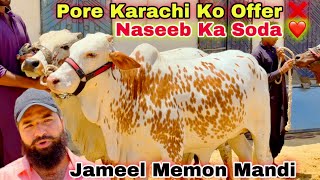 10 Qurbani Ka Janwer Ka soda Hogya ❤️ New Collection Agye 😍 Jameel memon Mandi || Qurbani