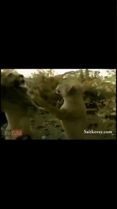 SINGA PARGOY 🦁 ✅ #shorts#short #meme#ngakak#fyp#viral#tiktok #BUKANMAEN#trending#yt#lucu#memelucu