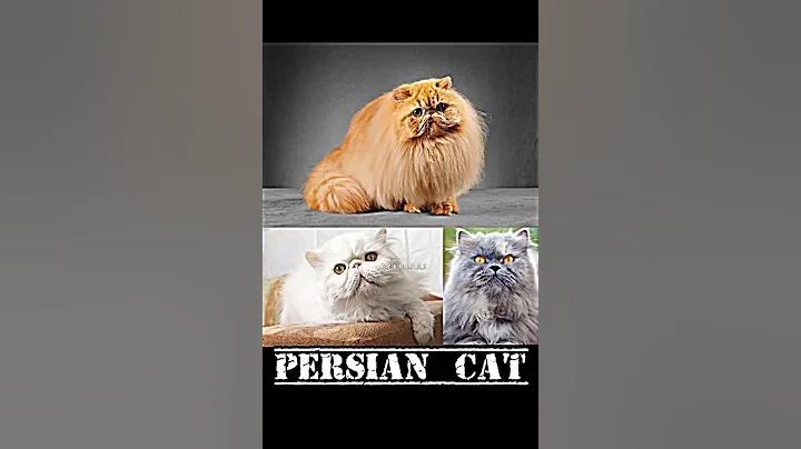 Video 11032791: bengal persian, bengal playing, beautiful cat breeds