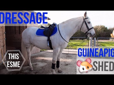 vlog dressage and guineapig shed building this esme