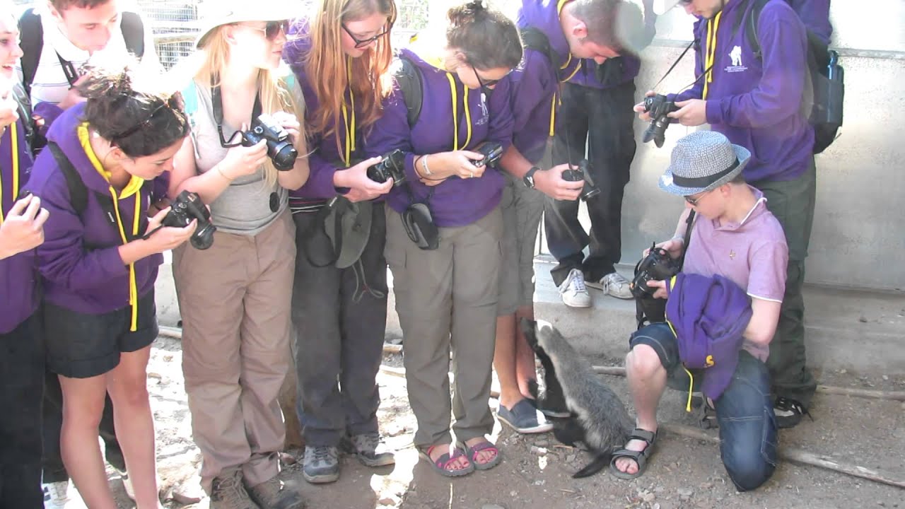 The feet-eating honey badgers of Moholoholo