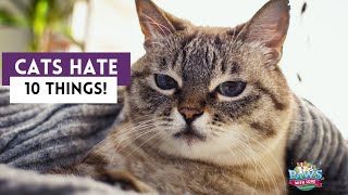 10 Things Cats Hate that you should avoid