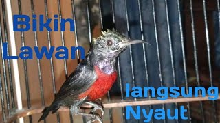 suara pikat konin memanggil lawan