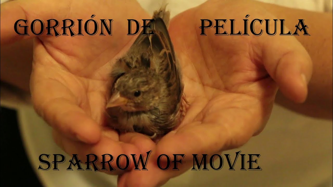 GORRIÓN DE PELÍCULA - SPARROW OF MOVIE