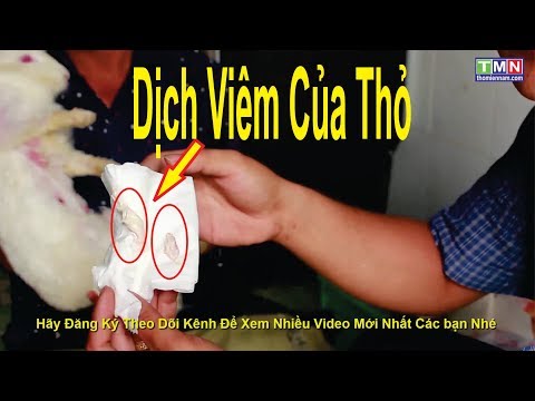 Video: Nhiễm Trùng Tử Cung ở Thỏ