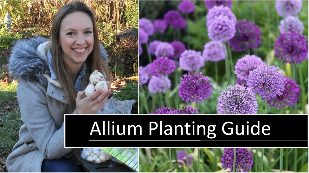 Allium Planting Guide // How to Plant, Grow, and Care for Allium Flowers //  Northlawn Flower Farm - YouTube
