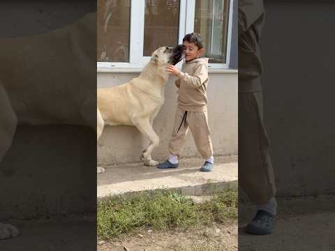 Artık dora büyüdü Göktuğ bey gücün yetmiyor 😂 #köpek #kangal #animals #leopard #wildlife #lion