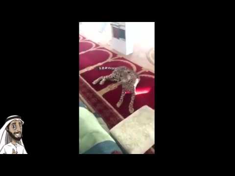 لن تصدق فهد يفاجئ المصلين في مسجد النغيمشي ببريدة