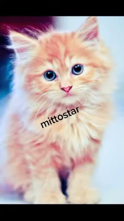 #sirhana #funny video#mittostar