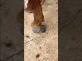 Why Horse Wear High Heel Shoes #goodtoknow #educational #vet #medicine #lifehacks #funfacts #horses