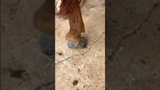 Why Horse Wear High Heel Shoes #goodtoknow #educational #vet #medicine #lifehacks #funfacts #horses