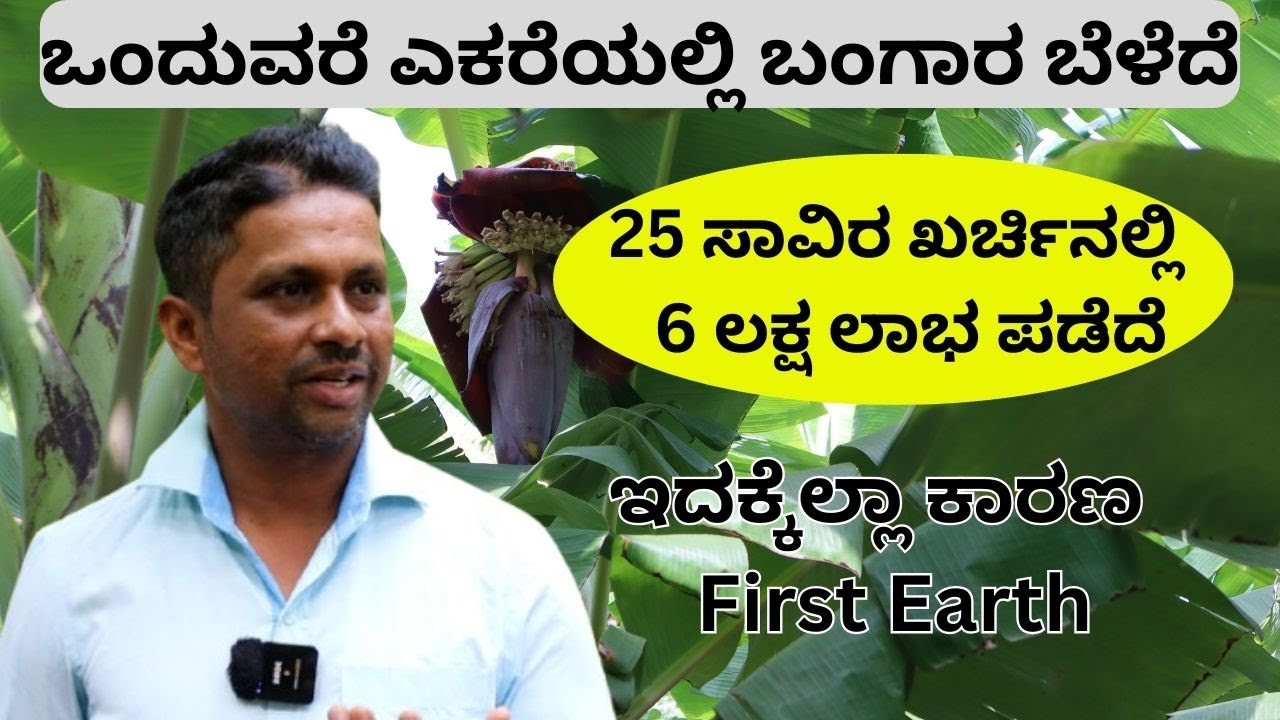 ಇದು ಕೆಮಿಕಲ್ ಮುಕ್ತ ಸಂಜೀವಿನಿ. ನಾನು ಇದನ್ನು ಬಳಸಿ ಸಾವಯವ ಬಾಳೆ ಬೆಳೆದೆ!!