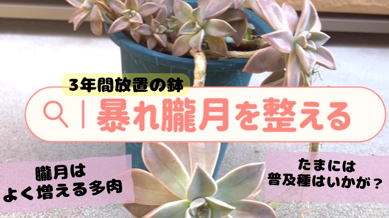 Repotting the Oborozuki rose. I wonder what's happened to the pot