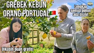 GREBEK KEBUN ORANG PORTUGAL!🇵🇹 Panen & Dikasih Buah Gratis!