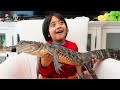 Animals Come To Visit Ryan S House And More One Hour Kids Video 