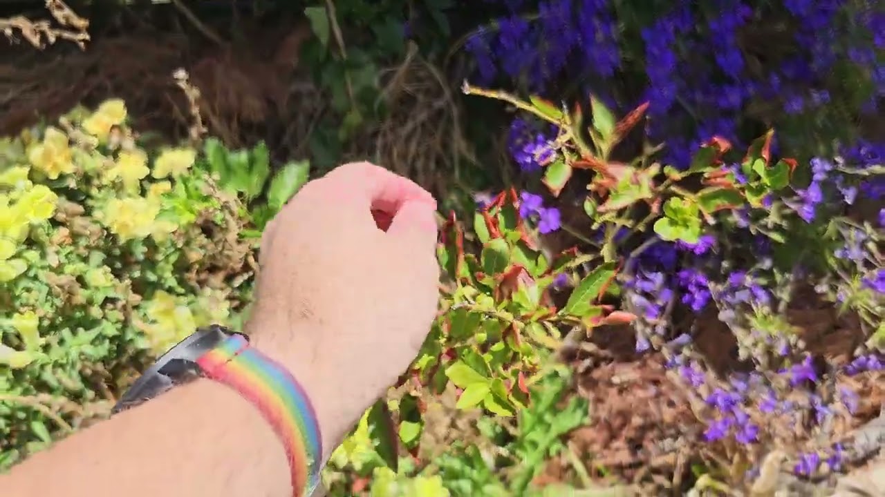 Garden Update 19th Feb 2026