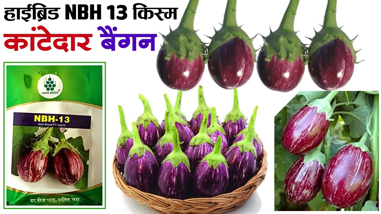 Brinjal variety  Nath Seeds NBH 13 hybrid  Complete information about brinjal cultivation brinjal farming