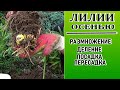 Посада лилий осенью  ЧАСТЬ 2  - как выкопать куст, обработать луковицы и посадить их вновь