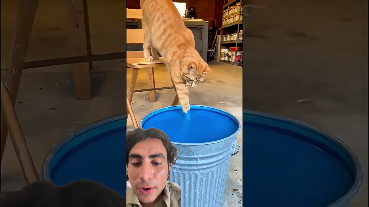 Have you ever see a blue cat 🐱 