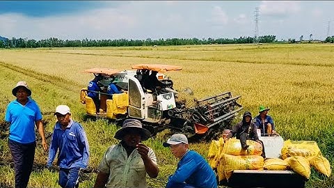 Nông dân chia sẻ làm ruộng lúa không có lời bỏ ruộng lên Thành Phố làm thê.
