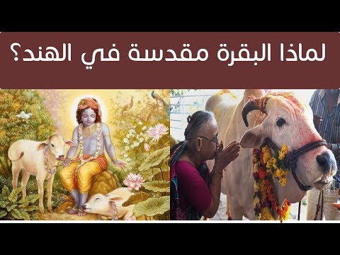 فيديو: لماذا البقرة حيوان مقدس