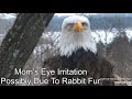 Decorah Eagles- Mom&#39;s Eye Irritation Possibly Due To Rabbit Fur