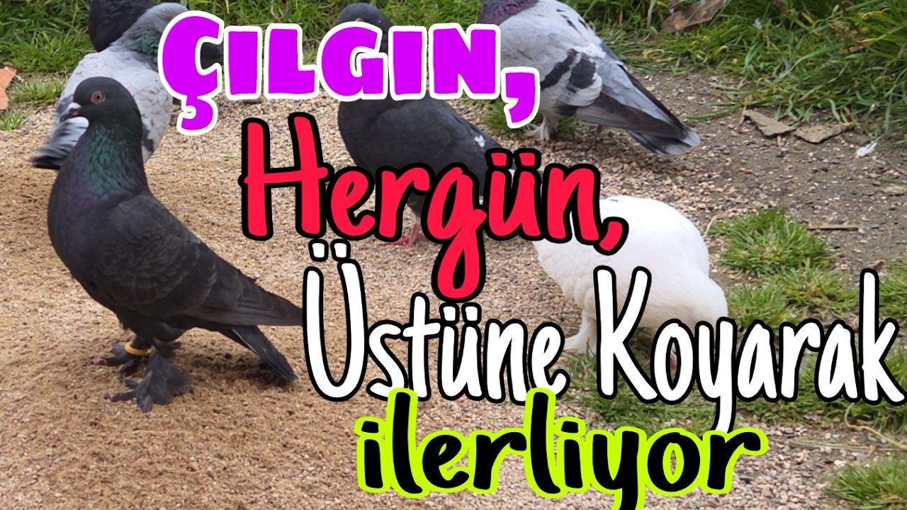 Çılgın,Hergün,Üstüne Koyarak,İlerliyor!