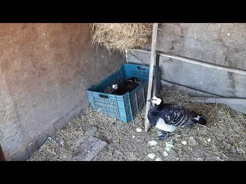 Breeding barnacle goose pair