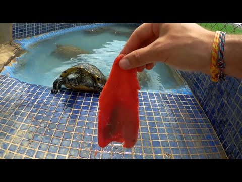 Vídeo: Les Tortugues D’orelles Vermelles Hibernen?