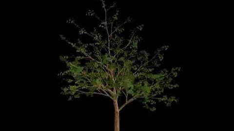 EcoMod: birch tree real-time animation (rotation)