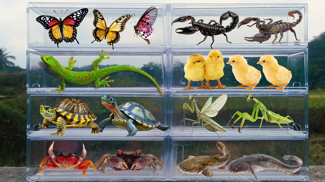 I am hunting for insects in the garden I found a Turtle, Butterfly, Mantis, chick,  Cameleon, Crab..