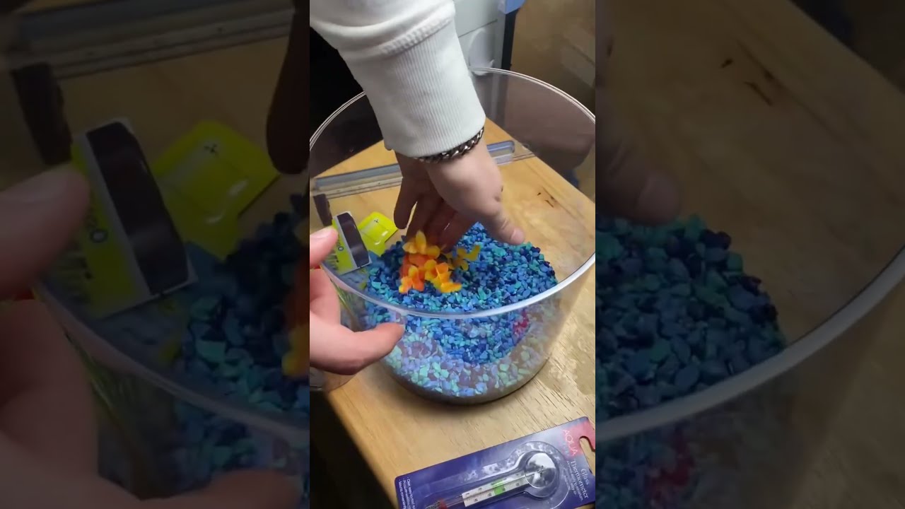  50 Dollar Fish Aquarium Challenge At Walmart NEW FISH Shorts