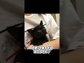 保護した子猫が、初めて名前を認識した瞬間