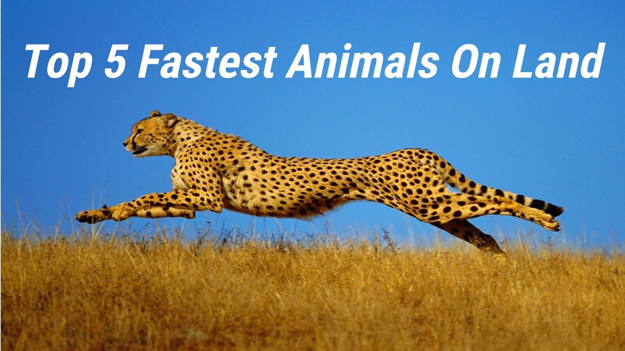 Top 5 Fastest Animals On Land | Fastest Animals | Speed - YouTube