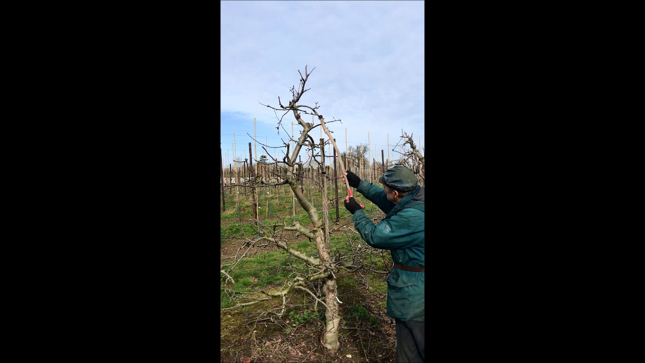 Fruit Tree Pruning Suffolk And Trees The Fruit Tree Pruning Suffolk And Trees The
