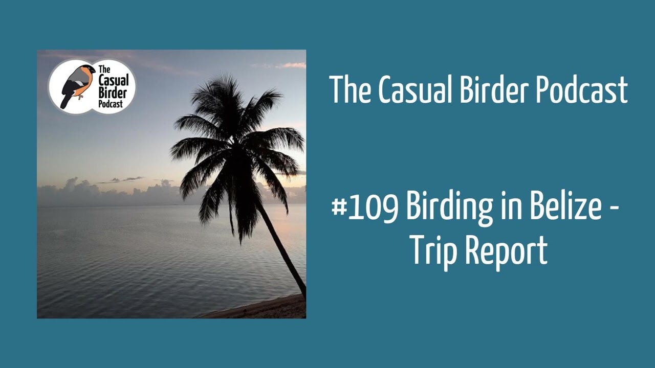 Birding in Belize - Trip report 