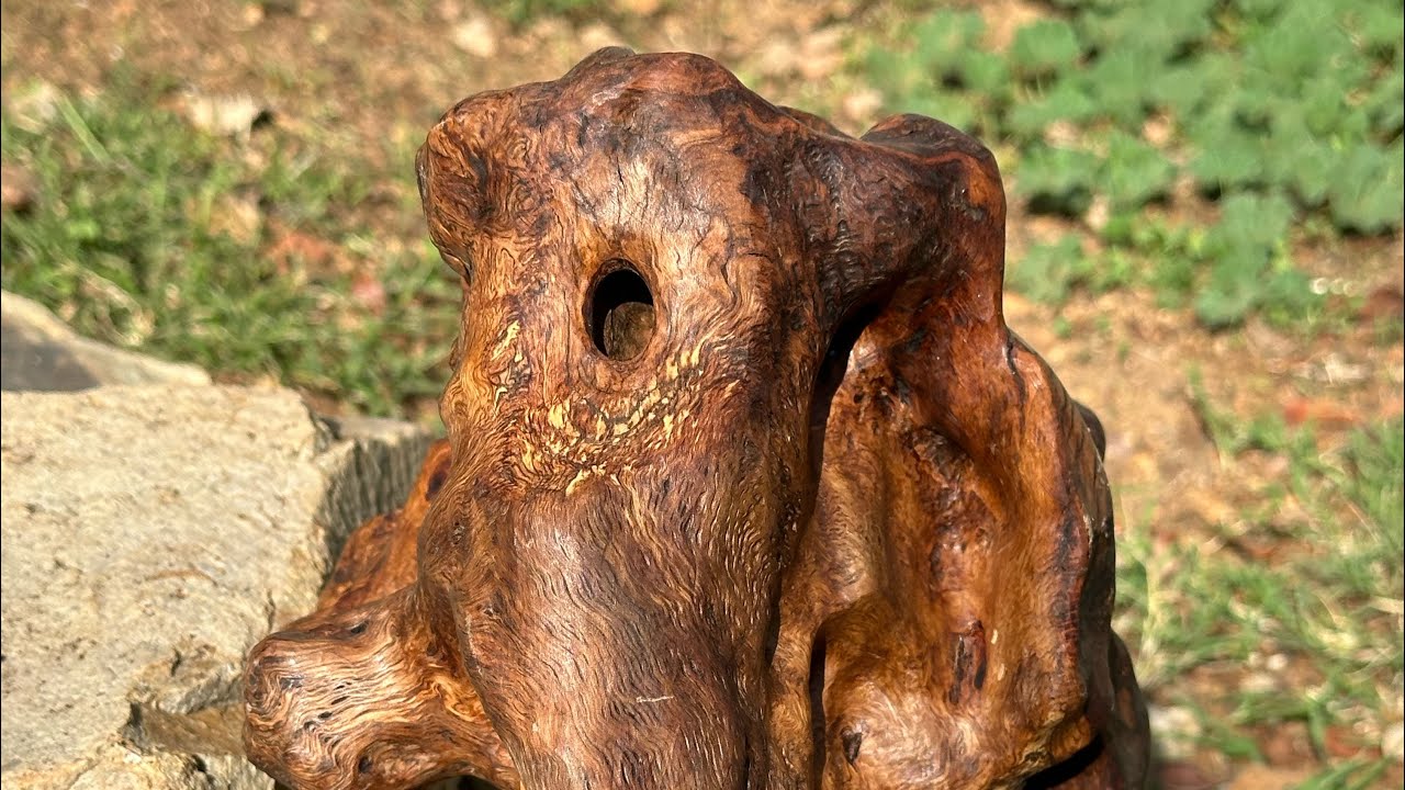 Shape Shifter Root Burl on Thanksgiving  Day 2023     HD