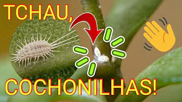 Como acabar com bichinhos de plantas?