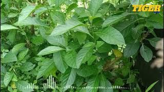 Download lagu LAGU MINANG TUNGGKEK MAMBAOK RABAH 2 FAUZANA - LAGU MINANG FULL ALBUM