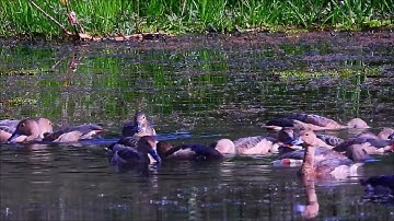 Lesser Whistling Duck eats golden apple snail on the Lagoon  #bird #birding #birdwatching