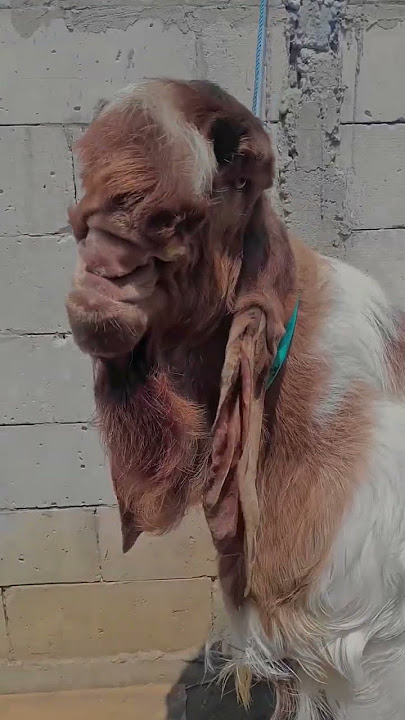 #marukawa#kambingetawa#kambingjantan#kambingkontes#peranakanetawa#perternakan#kambing#fypage