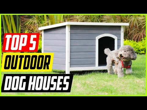 Best Outdoor Dog