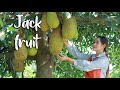 The jack fruit for amazing meal cooking | How to eat young jack fruit | Sros yummy cooking vlog