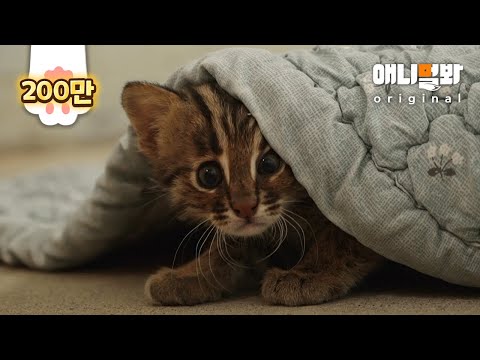 아기 삵에게 친구를 만들어줬더니.. 일단 귀엽습니다 심장에 이롭습니다ㅣA Baby Leopard Cat Losing ITs Wildness Meets A Friend